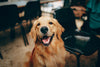 Fördelarna med en Bra Hundbädd: Varför Din Hund Behöver den Bästa Viloplatsen